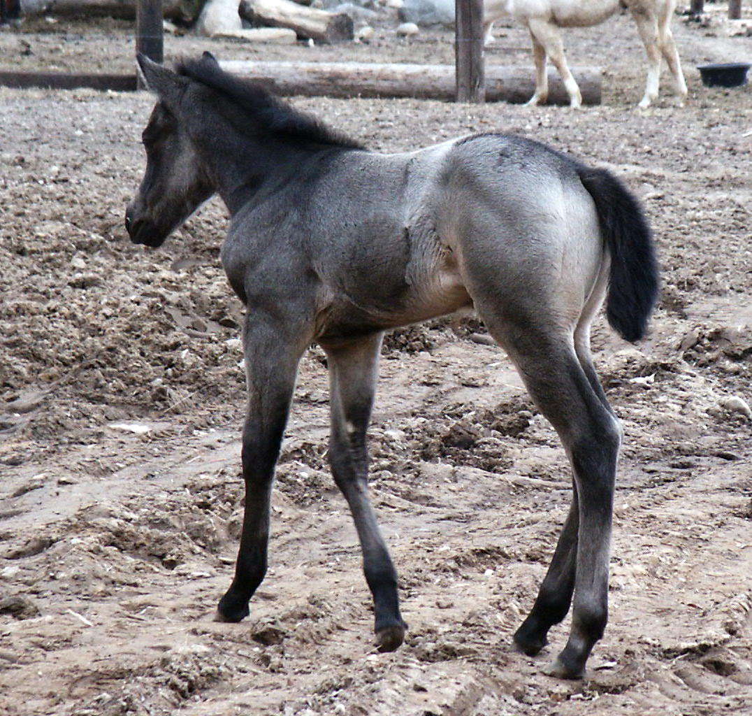 buckskinveltcamp064.jpg