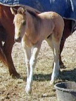 gunner3wks4.jpg