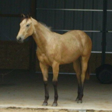 shotzi-yearling.jpg